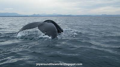 Voyage sur la Côte Est: Byron Bay et la migration des baleines Voyage sur la Côte Est: Byron Bay et la migration des baleines