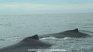 Voyage sur la Côte Est: Byron Bay et la migration des baleines Voyage sur la Côte Est: Byron Bay et la migration des baleines