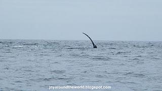 Voyage sur la Côte Est: Byron Bay et la migration des baleines Voyage sur la Côte Est: Byron Bay et la migration des baleines