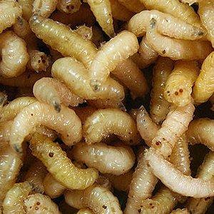 L'EXFOLIATION AUX ASTICOTS, CA VOUS TENTE ? L'EXFOLIATION AUX ASTICOTS, CA VOUS TENTE ?