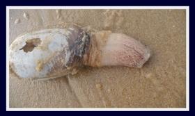 mye 1.jpg C’est donc la mye