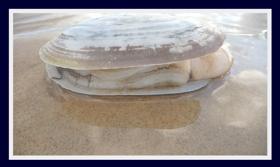 mye 2.jpg C’est donc la mye