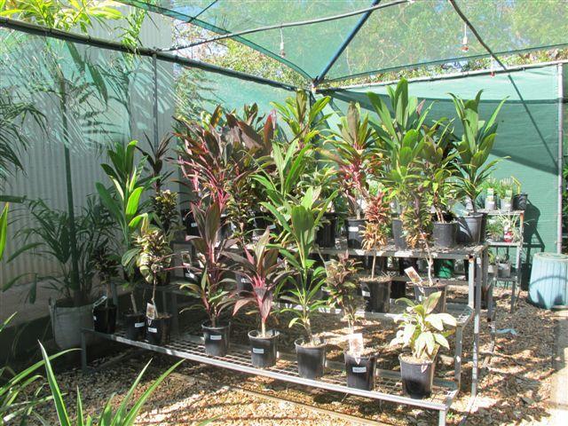 OMBRIERE Découvrir une pépinière dans le désert de Broome