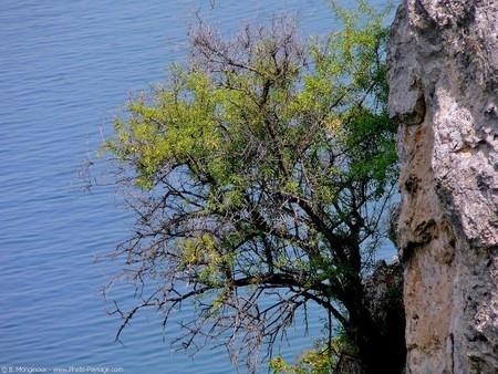 Le jeûne c'est dur....surtout quand ya des c..en face! normal_macedoine_arbre_lac_ohrid