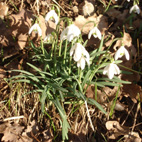 Le réveil perces-neige-copie-1.png