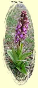 3_orchis_g_ant