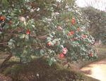 Camellia_arbre