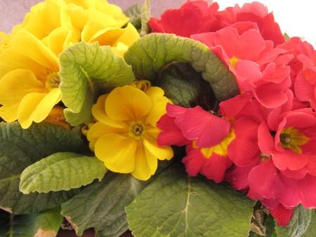 fleurs-attendant-printemps-L-1.jpeg