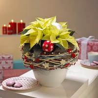 Le poinsettia Le poinsettia