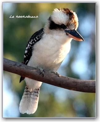 Le kookaburra Hebergeur d'image