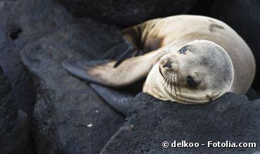 En Alaska, des phoques irradiés par Fukushima ?