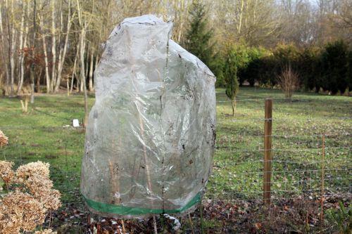 Les coccinelles ont froid romi 6 janv 2012 021.jpg