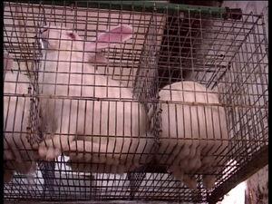 KOOKAÏ, l'esprit de la cruauté, une identité sanglante pour une tendance 2012 dépouillée rabbit_fur_farm_