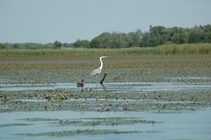 Hortobagy Parc National de Hortobagy