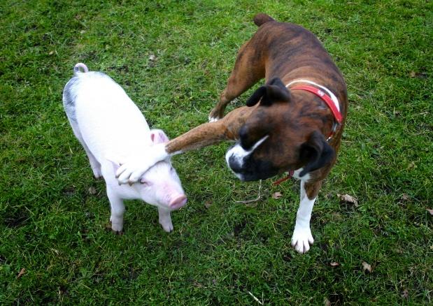 SIPA_00629761_000002 SIPA_00629761_000002