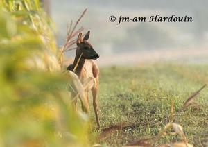 Accident de chasse à Bédée : elle est vilaine la balle 10_chevreuil