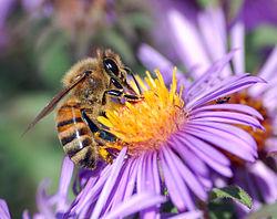 Des apiculteurs s’invitent chez Monsanto, une intervention à dessein…