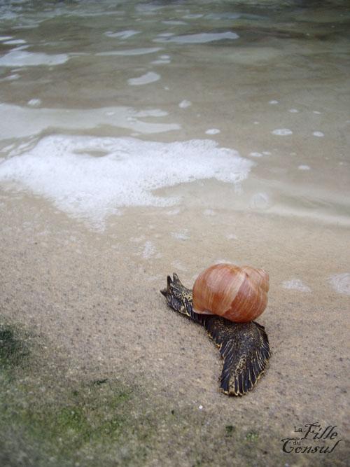 Escargots d'hiver Escargots d'hiver