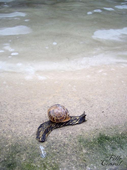 Escargots d'hiver Escargots d'hiver