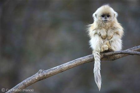 Wildlife Photographer of the Year, édition 2011 WPY little monkey