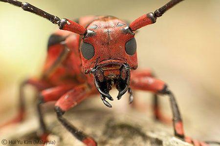 WPY red beetle