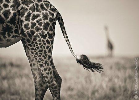 WPY giraffe tail
