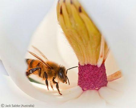 WPY bee on flower