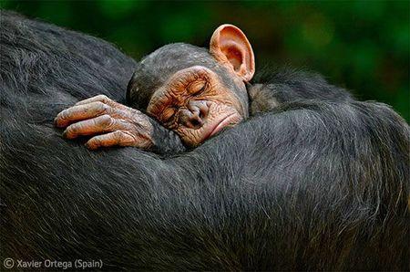 Wildlife Photographer of the Year, édition 2011 WPY chimpanzees