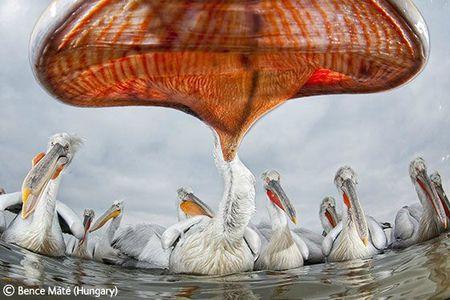 Wildlife Photographer of the Year, édition 2011 WPY pelican