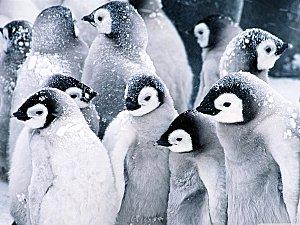 La fille du cannibale de Rosa MONTERO pingouins.jpg