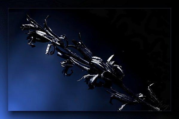 Annonce de l'hiver reflets-de-nuit-01.jpg