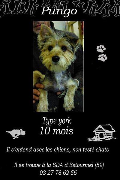 3 petits yorks assez jeunes à sauver de l' euthanasie york-2-bis.jpg