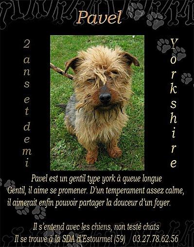 3 petits yorks assez jeunes à sauver de l' euthanasie york-3-bis.jpg