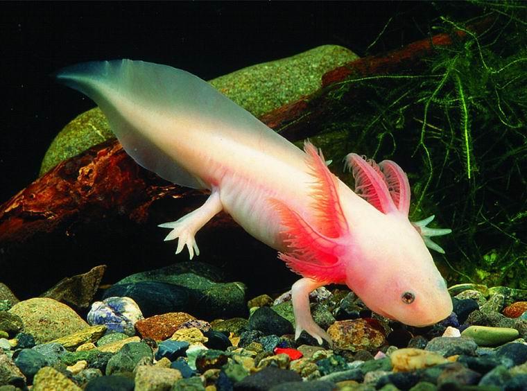 http://ssaft.com/Blog/dotclear/public/axolotl/373_Axolotl_Ambystoma_mexicanum.e.jpg