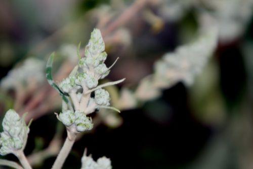 Buddleja paris 31 déc 2011 082.jpg