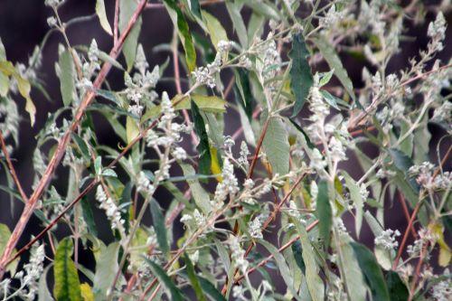Buddleja 4 paris 31 déc 2011 081.jpg