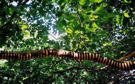 De la Nature et de l'Art walter-mason11-550x343