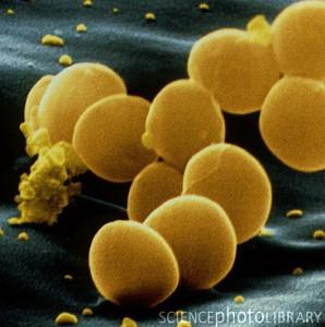 Staphylococcus aureus bacteria l’ostéomyélite du chien : vous connaissez ?