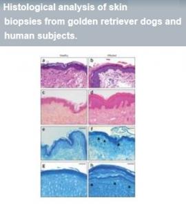 DERMATOSES: Quand le chien permet de remonter la piste génétique – Nature Genetics DERMATOSES: Quand le chien permet de remonter la piste génétique – Nature Genetics