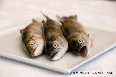 Santé : ne mangez pas les poissons d'eau douce