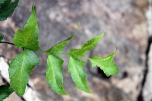 Cyrtomium falcatum cyrt 19 janv 2012 013.jpg