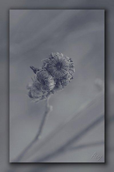 Quelques boutons de fleur douceur-01.jpg