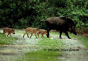 Bavure de la chasse mortelle à Mesnières-en-Bray : il avait 12 ans 2_sanglier