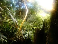 in the jungle