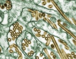 GRIPPE AVIAIRE H5N1 et supervirus: L’OMS veut reprendre le «lead» – CIDRAP-Nature-OMS