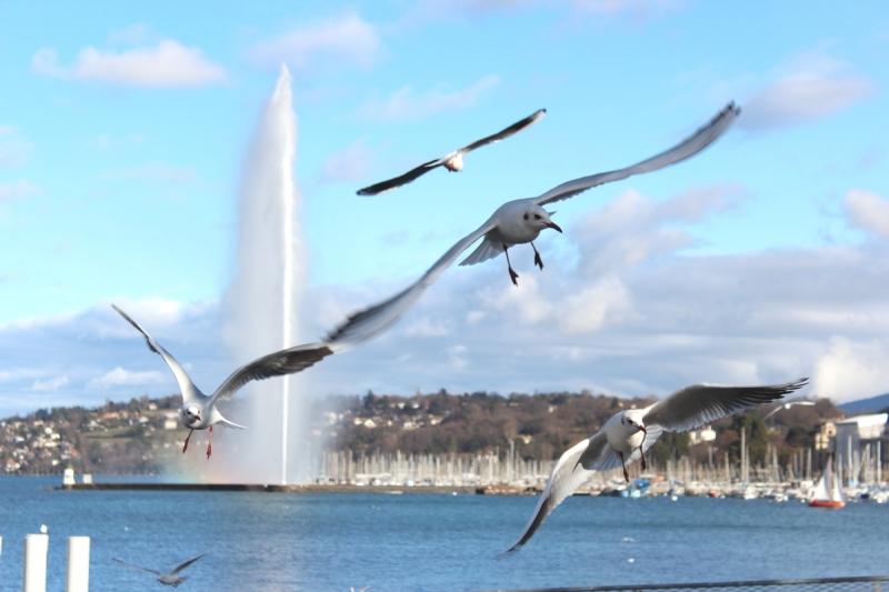 Mouette (2)... IMG_8327-ssssss1111.jpg