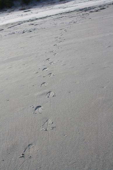 trace pinguin des traces qui semblent etre celles d'un pingouin !