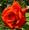 Frisson de brume Avatar rose