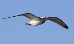 La cahier bleu littérature