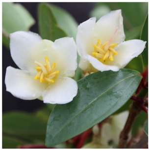 Medinilla_nouveau-01 Medinilla_nouveau-01